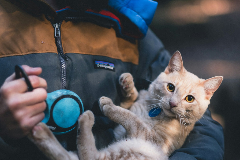 Cat Care in 2026: The “Indoor Hunter” Blueprint for a Happier, Healthier Cat